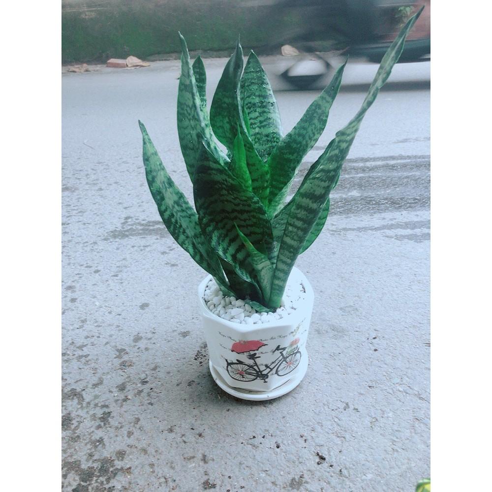 Chậu Lưỡi Hổ Thái Xanh