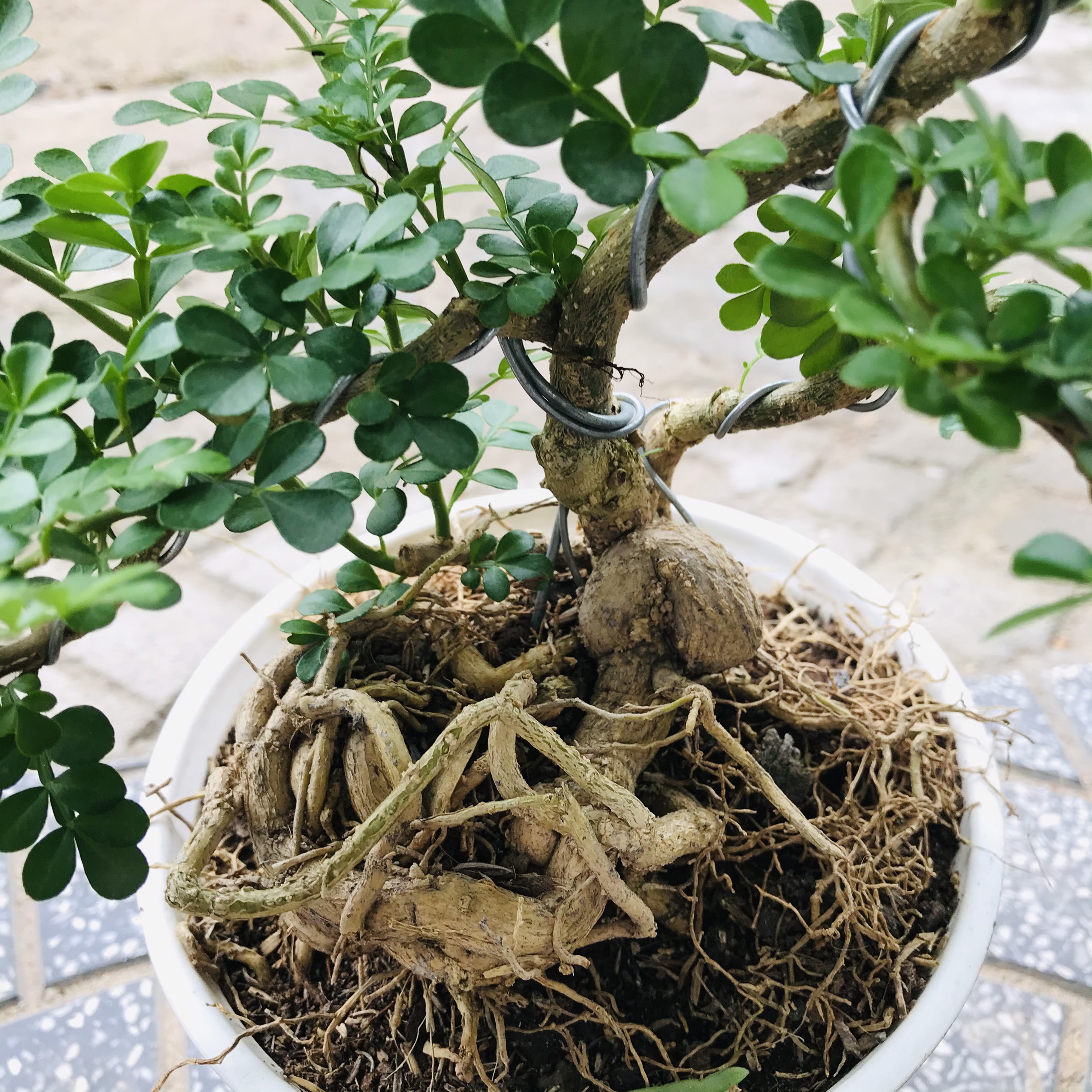 Cây Cần Thăng Bonsai Mini Chậu Nhựa