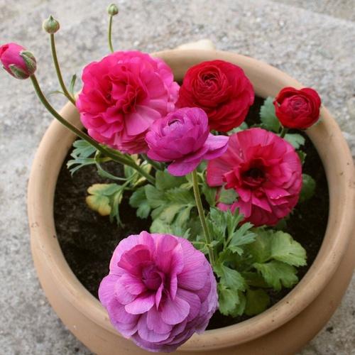 Củ giống hoa hồng mao lương hoa màu hồng - Kèm viên nén sơ dừa ươm - 1 củ