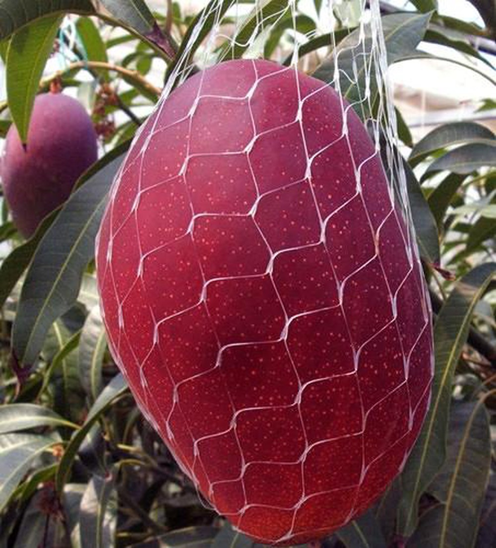 Cây giống xoài đỏ Nhật Bản ghép trồng chậu