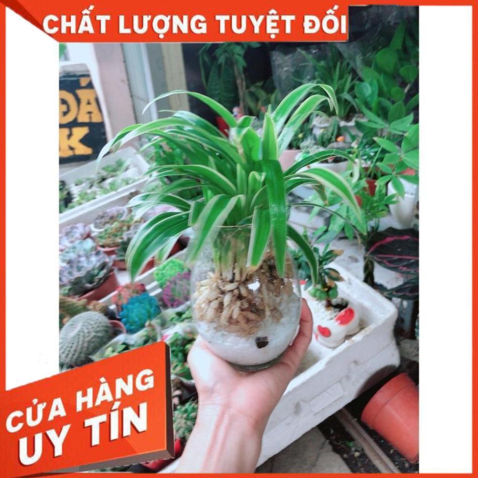 Cỏ Lan Chi Thủy Sinh Đẹp