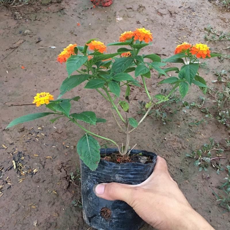 Cây Hoa Ngũ Sắc Vàng Cam,Cây Xum Xuê Đã Có Sẵn Hoa