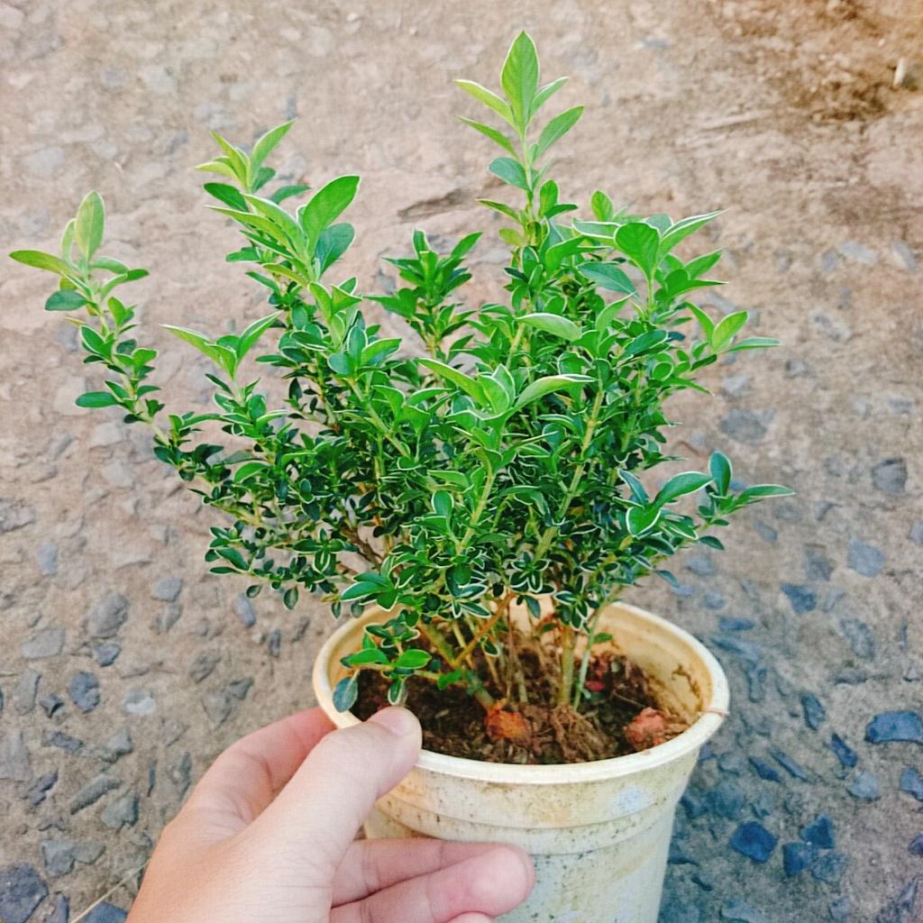 Cây cảnh bạch tuyết mai - cây bonsai hoa màu trắng - cây cảnh để bàn + tặng phân bón cho cây