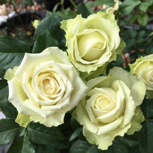 Cây hoa hồng ngoại Green Romantica (bụi bông to xanh bơ cực đẹp