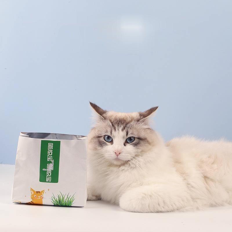 Set cỏ catnip tự trồng, chỉ cần tưới nước là có thể thu hoạch.