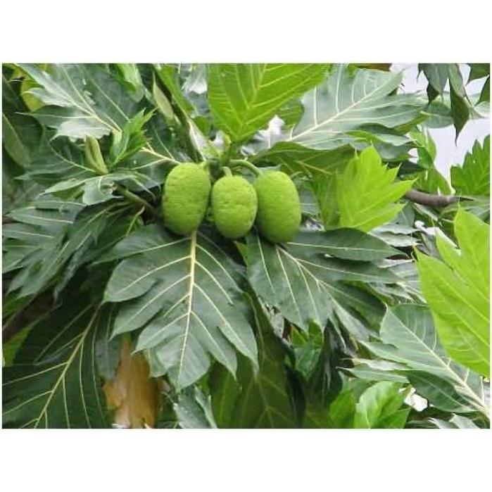 Cây giống Sa Kê ghép cho quả sớm.