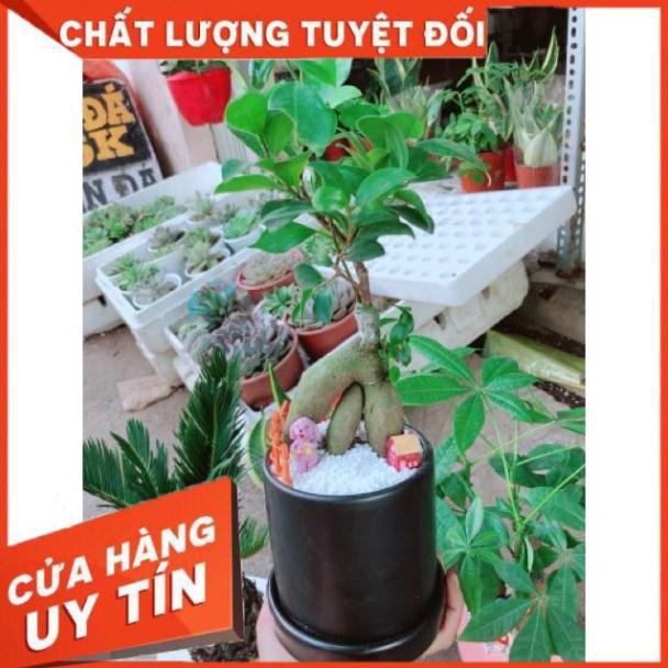 Chậu cây si nhật