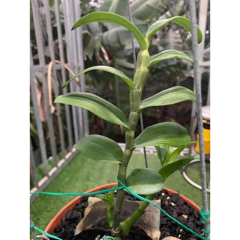 Sản Phẩm phong lan phi điệp thái nguyên