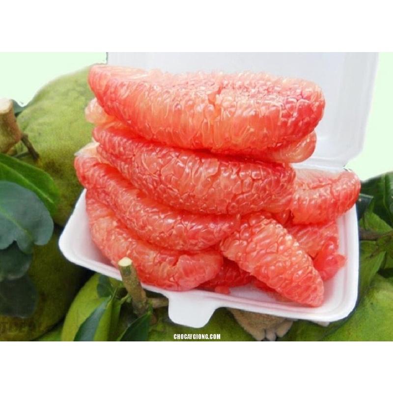 Cây giống bưởi đỏ Tân Lạc cho năng suất cao và ổn định