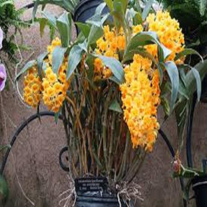 CHẬU LAN KIỀU VÀNG MỠ GÀ ,DÒNG LAN THỦY TIÊN - CHẬU TRỒNG THUẦN SIÊU ĐẸP