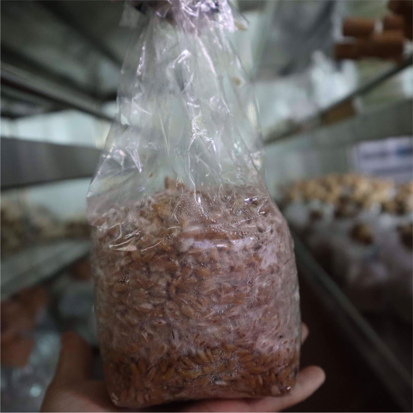 Meo giống nấm bào ngư xám