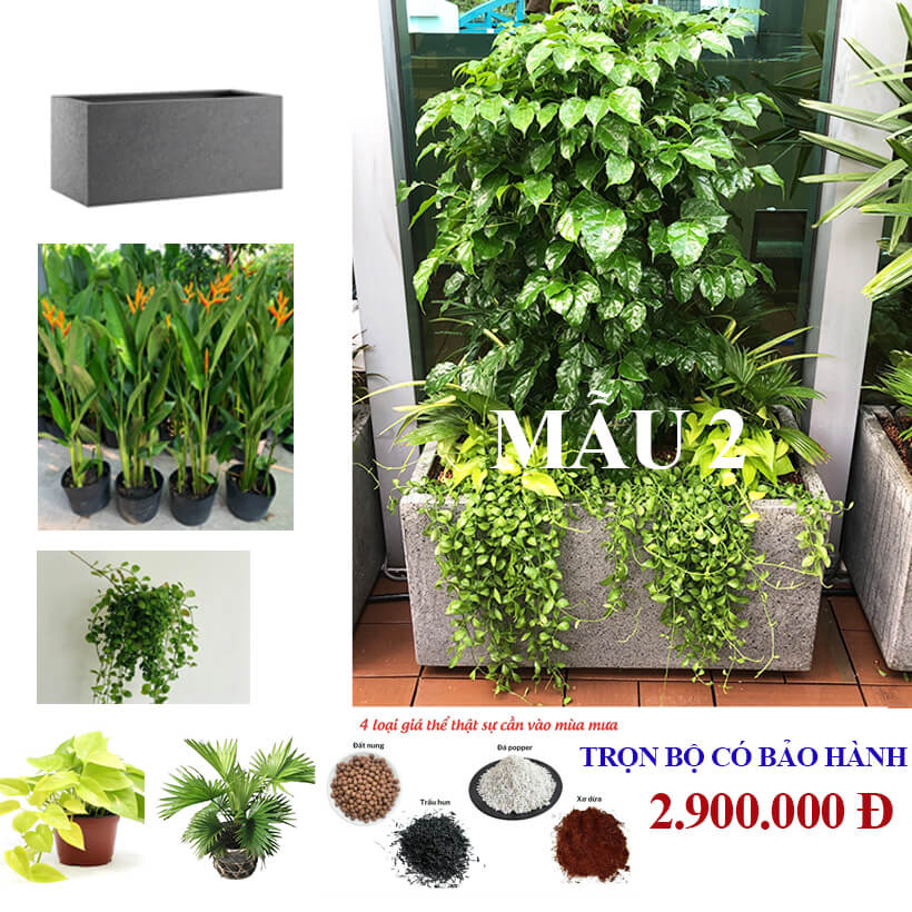 Chậu Đá Mài Cây Xanh Ban Công size lớn gồm Chậu, cây xanh, đất trồng và phân bón với thời gian bảo hành 2 tháng