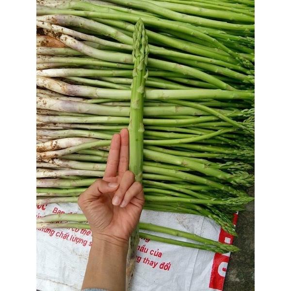 Hạt Giống Măng Tây Xanh Gói 110 Hạt - Khu Vườn Ban Công