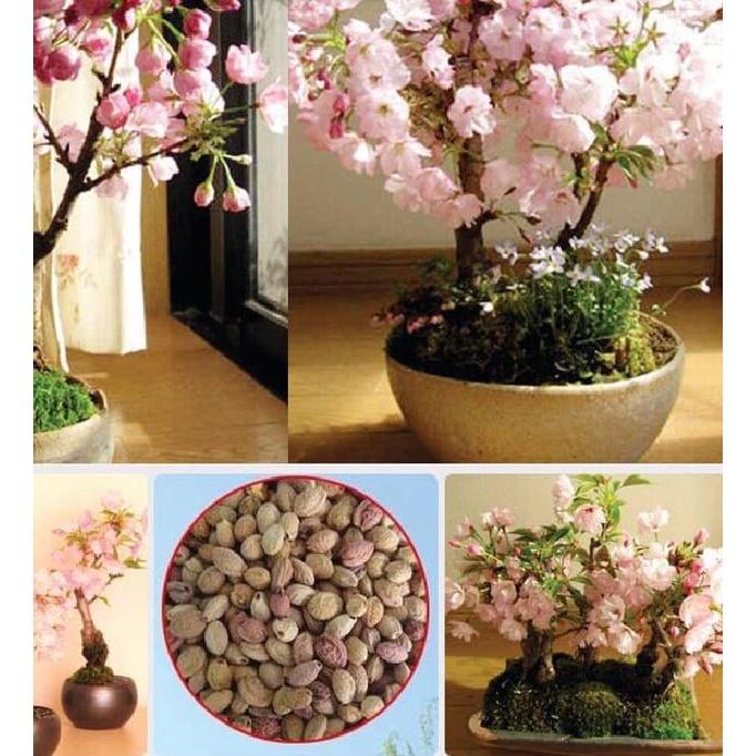 Hạt giống hoa anh đào nhật - Gói 10 hạt
