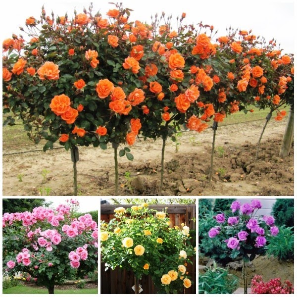 Hạt giống hoa hồng thân gỗ mix nhiều màu