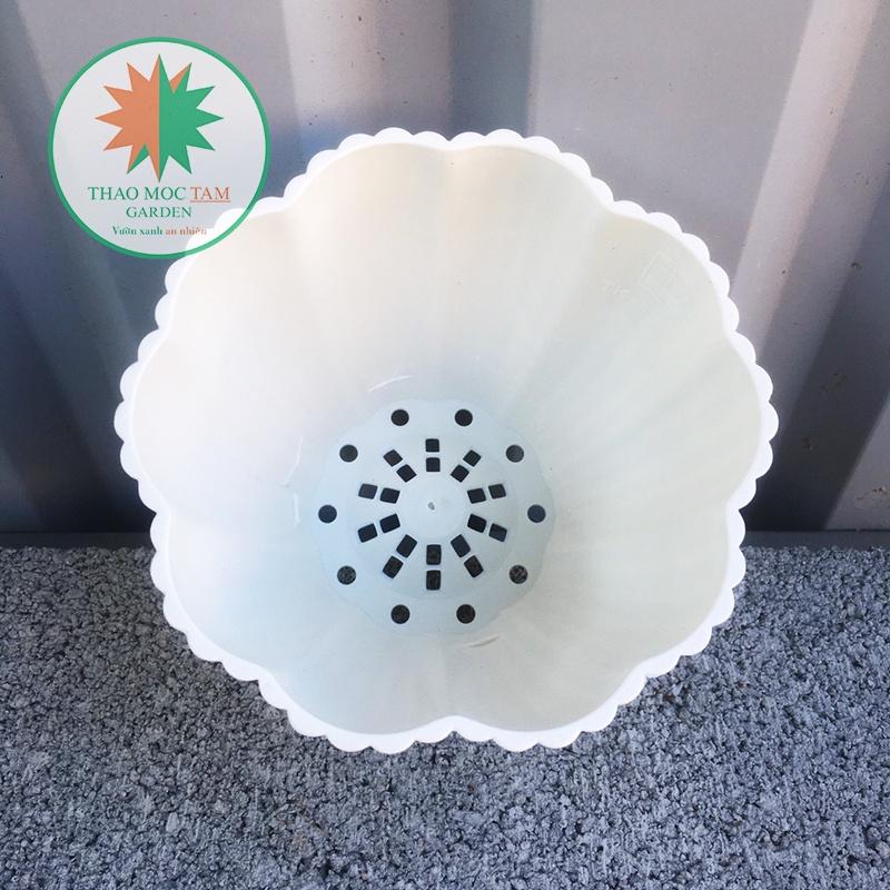 10 Chậu Hoa Mai 15x13cm – Chậu nhựa trắng dày đẹp, trồng cây trồng hoa trang trí
