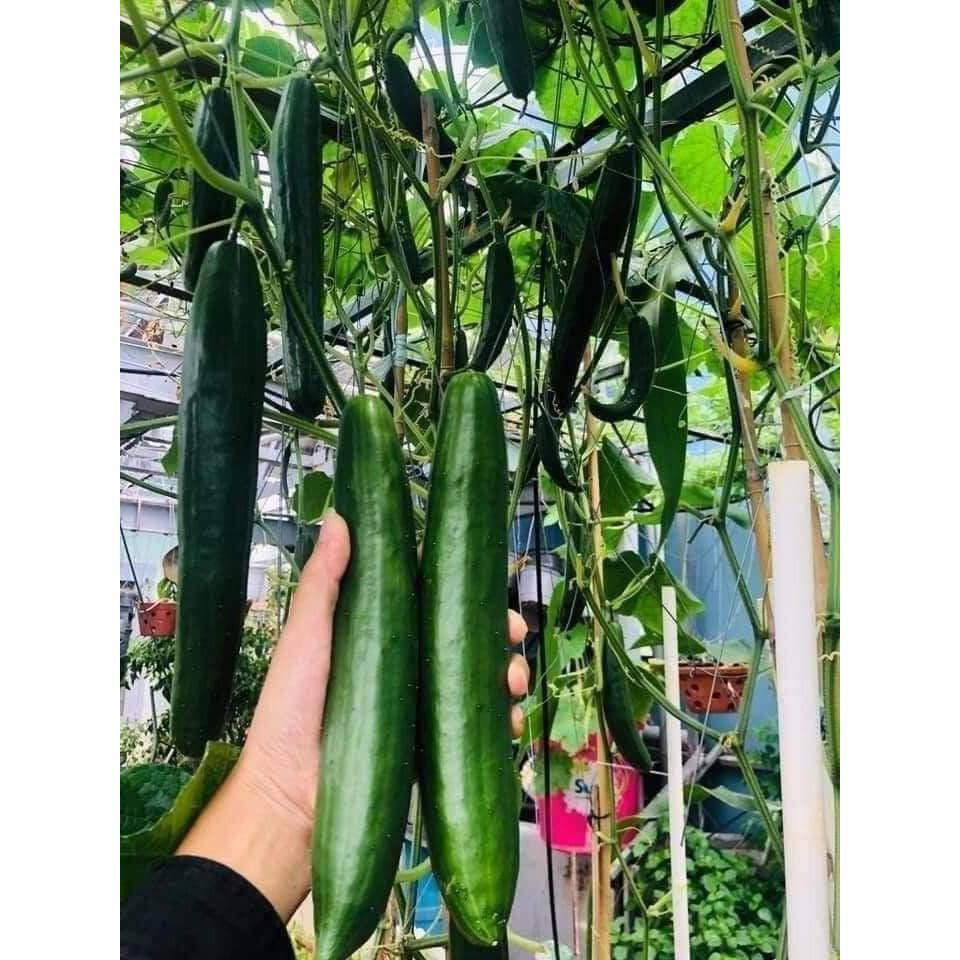 HẠT GIỐNG DƯA CHUỘT NHẬT ROBERTO F1