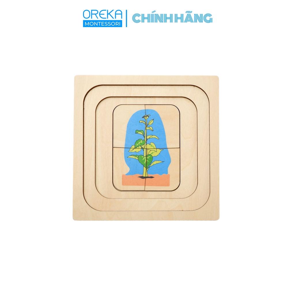 Đồ chơi trẻ em Oreka Montessori Ghép hình thực vật: Sự phát triển của Hoa hướng dương - 0610800