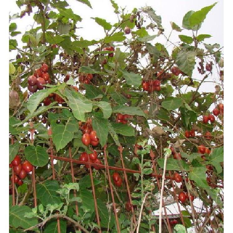 Hạt Giống Cà Chua Thân Gỗ Tamarillo 10 hạt/gói