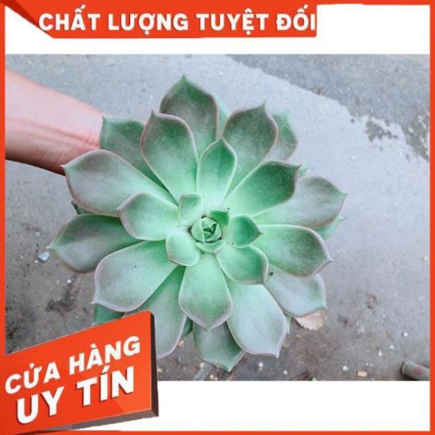 Sen Đá Size Đại
