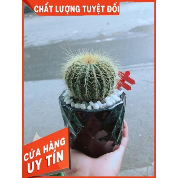Chậu Xương Rồng Trạng Nguyên