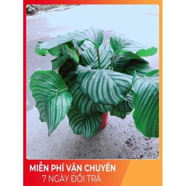 Đuôi Công Táo Xanh