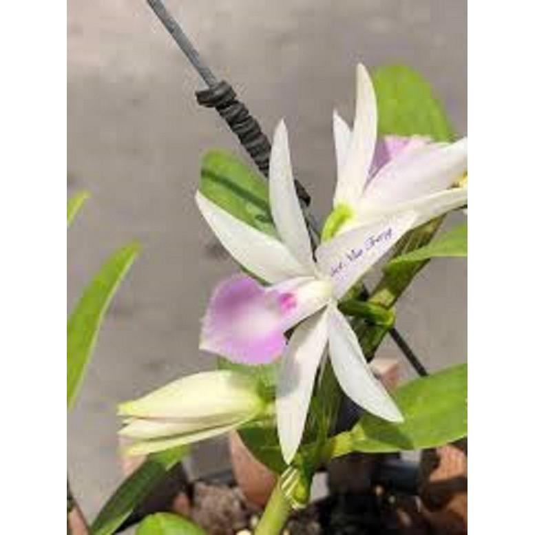 Cốc phi điệp 5 cánh trắng NHA TRANG - hàng CẤY MÔ - hoa TÙY DUYÊN - hoa siêu đẹp