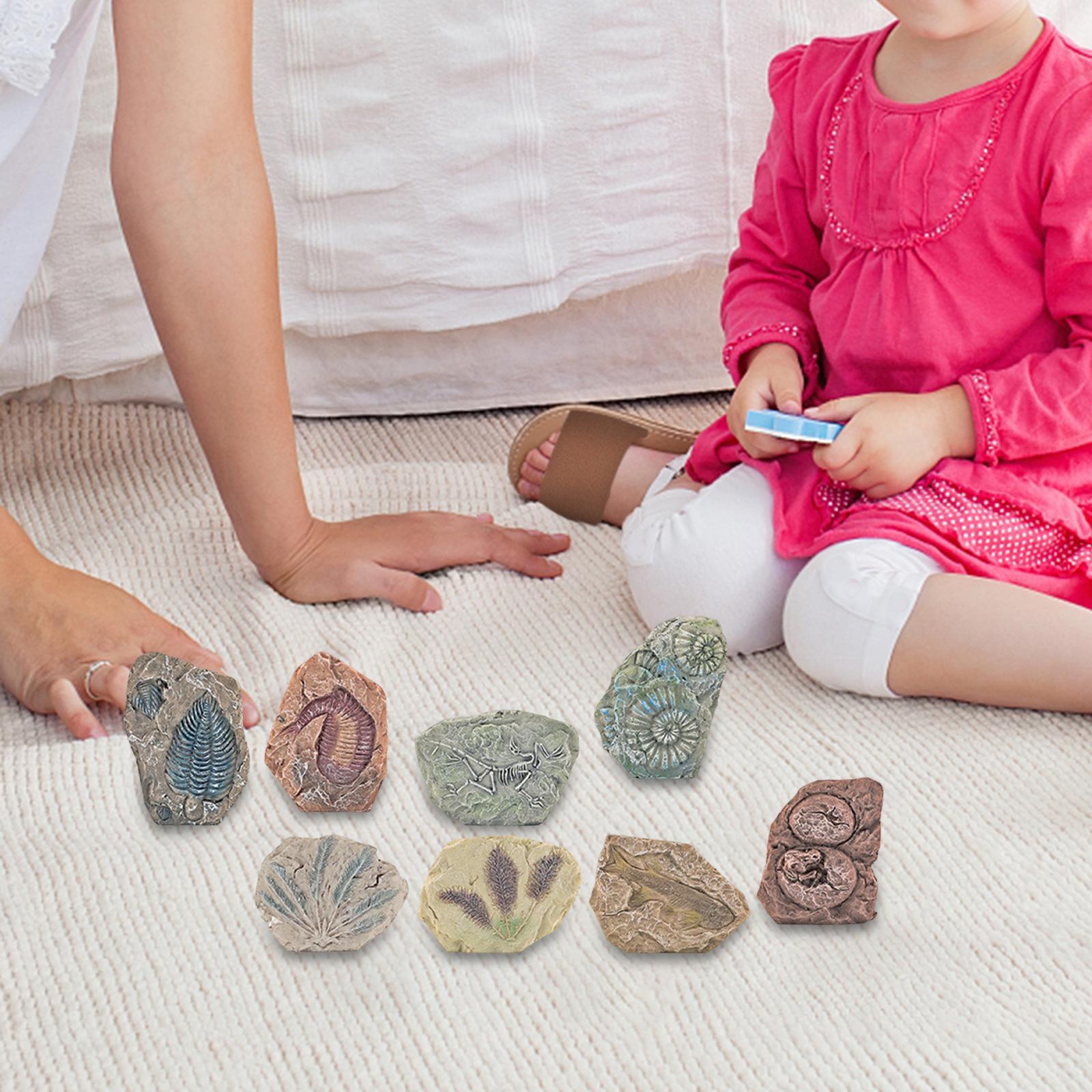 Dinosaur Excavation Kit Archaeology Discovery Kit for Toddler