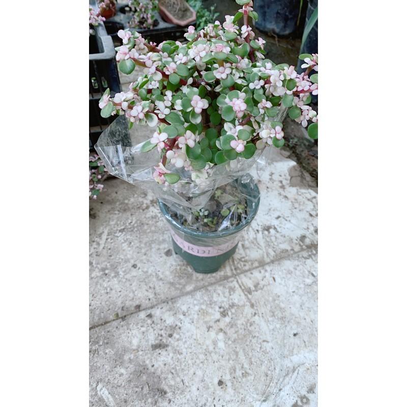 Cành Vàng Lá Ngọc Cổ Thụ