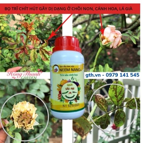 Combo Thuốc Sinh Học NEEM NANO Trừ Sâu, Trừ Nấm (Nhện, Trĩ, Bọ Nhảy/Đốm Đen, Thối Nhũn, Phấn Trắng..) Dùng Cho Rau Sạch, Hoa Hồng, Cây Cảnh Hiệu Quả Cao, An Toàn, Chai 250ml/chai / Chăm sóc cây trồng Hồng Thanh Garden