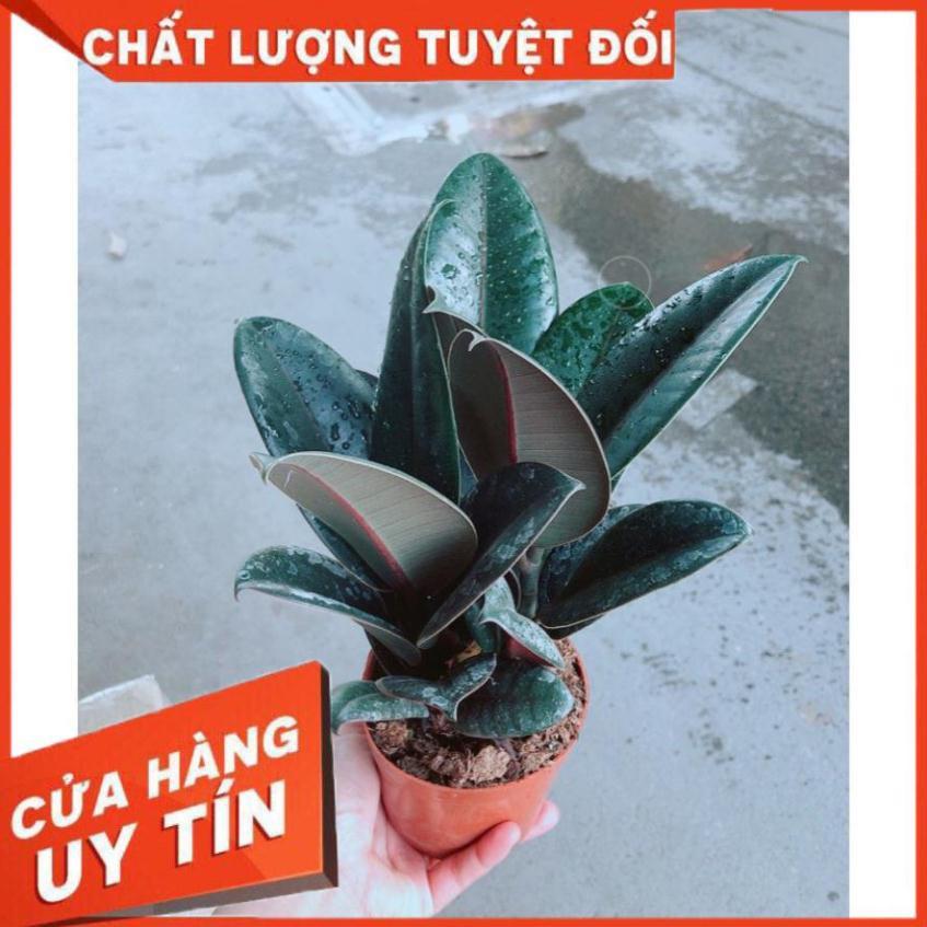 Cây Búp Đa Đỏ
