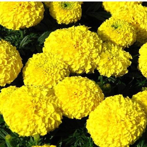 CÚC VẠN THỌ - NGUYÊN CHẬU ĐANG NỤ VÀ HOA SIÊU ĐẸP
