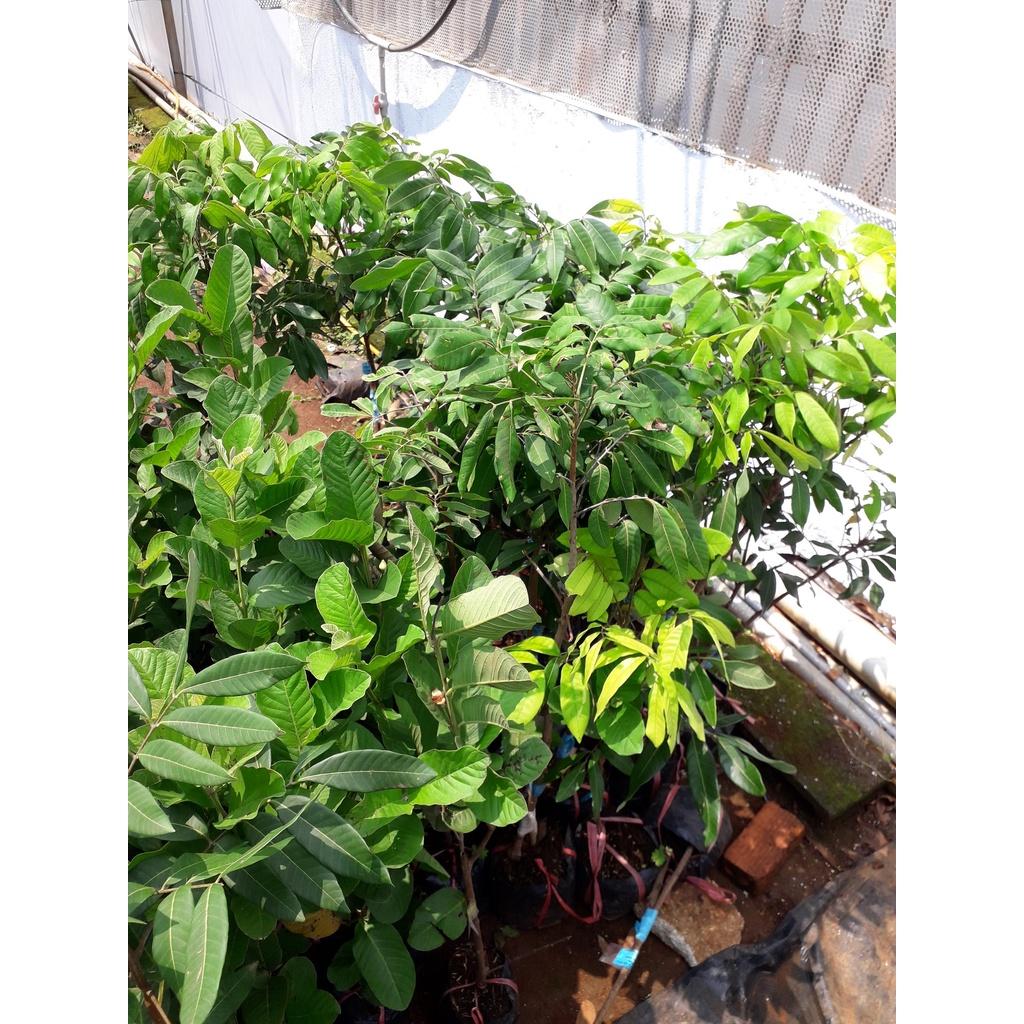 Cây Giống Nhãn Phát Tài siêu sớm.