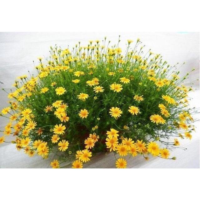 Hạt giống hoa Cúc Sao Băng
