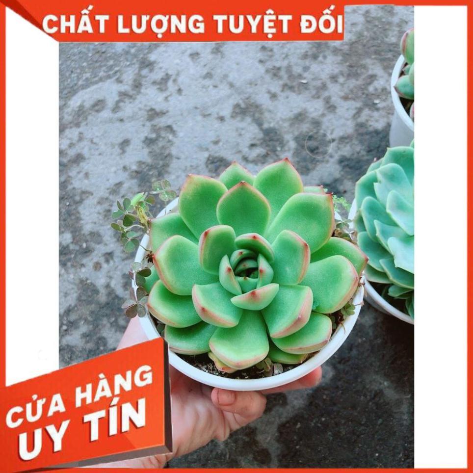 Chậu Sen Đá Viền Đỏ Nhiều Người Mua