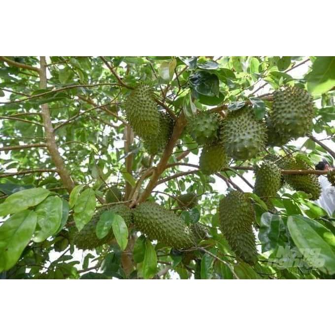 Cây giống mãng cầu xiêm mã lai