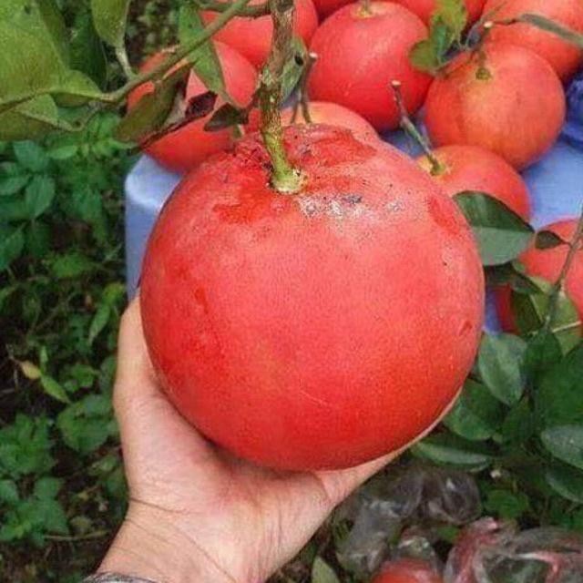 Cây giống bưởi đỏ tiến vua quả to mọng nước