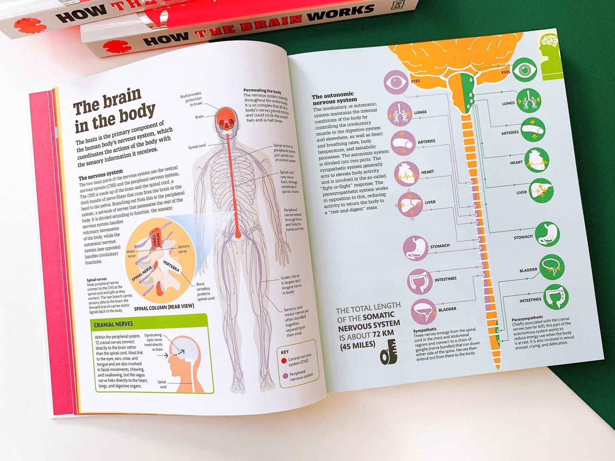 How the Brain Works : The Facts Visually Explained