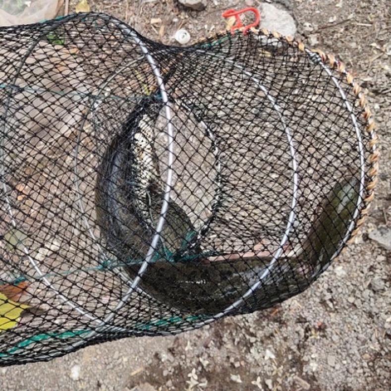 Sale to lồng lò xo , bắt cá - xả hàng tồn