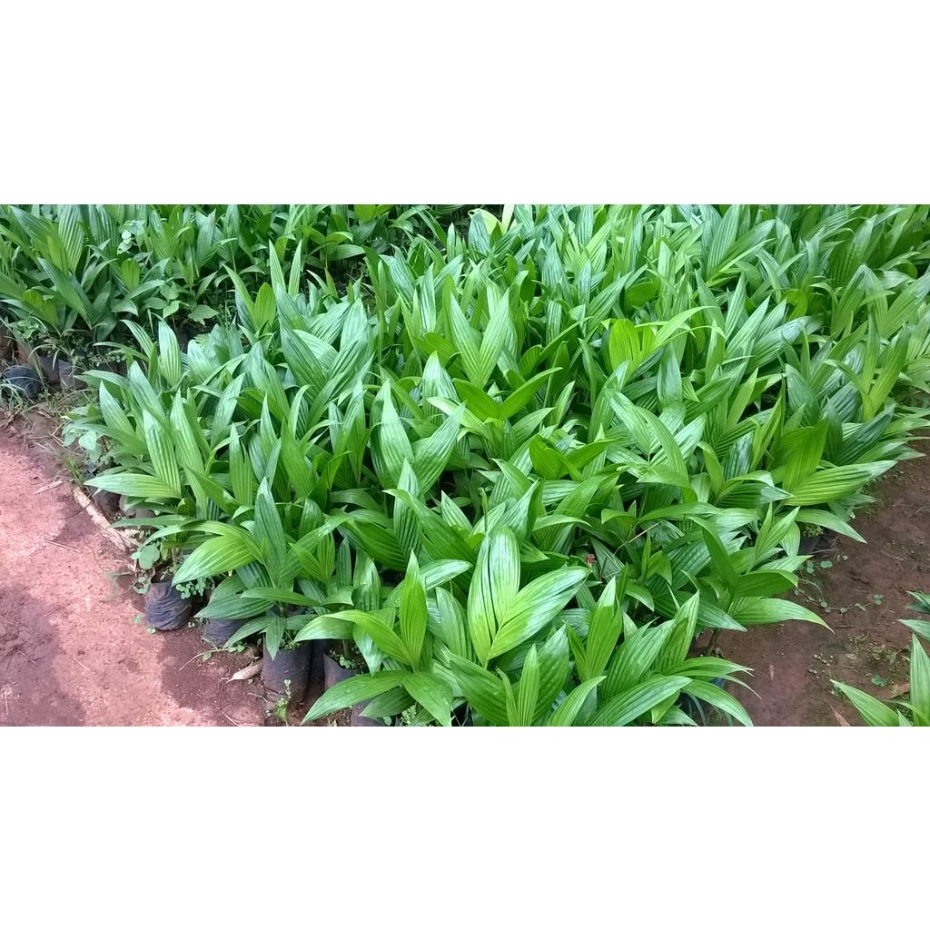 Combo 10 cây giống Cau cao.