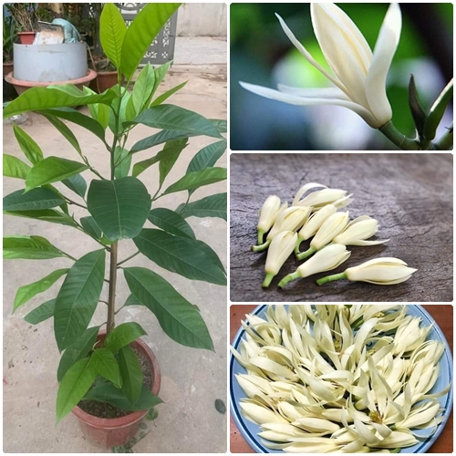 Cây hoa ngọc lan trắng cao 80cm trở lên