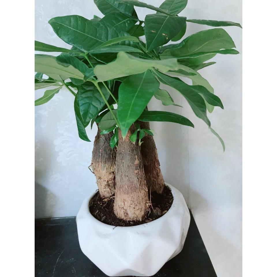 Cây Kim Ngân 3 Thân