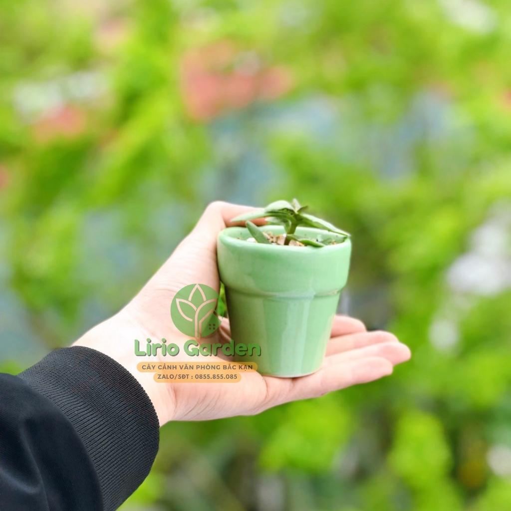 Chậu đất nung trồng sen đá xương rồng, chậu trồng sen đá trang trí nhà và bàn làm việc, văn phòng