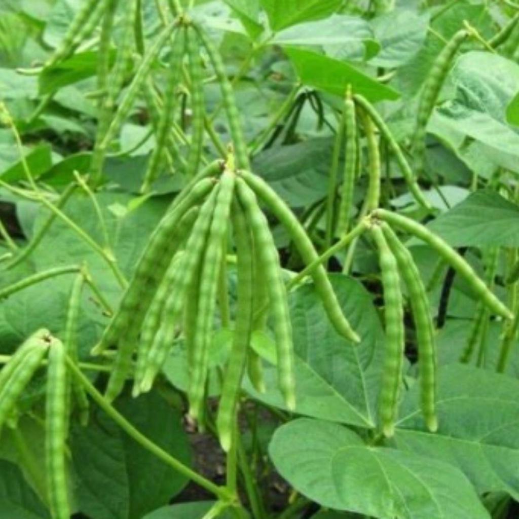 Phân bón siêu ra hoa đậu quả giúp tăng khả năng thụ phấn, ra hoa đều đẹp, cứng cây, to củ cho mọi cây trồng