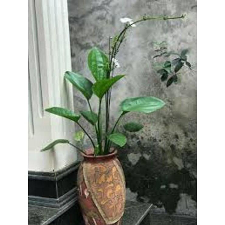 CHẬU CÂY BÁCH THỦY TIÊN MANG LẠI MAY MẮN CHO GIA CHỦ, CỰC DỄ TRỒNG