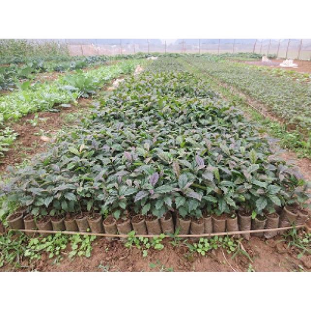 Cây xạ đen (combo 2 cây)