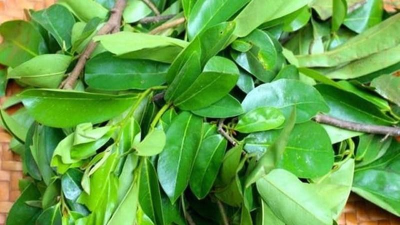 Cây giống Mãng cầu xiêm Thái THỰC SINH.