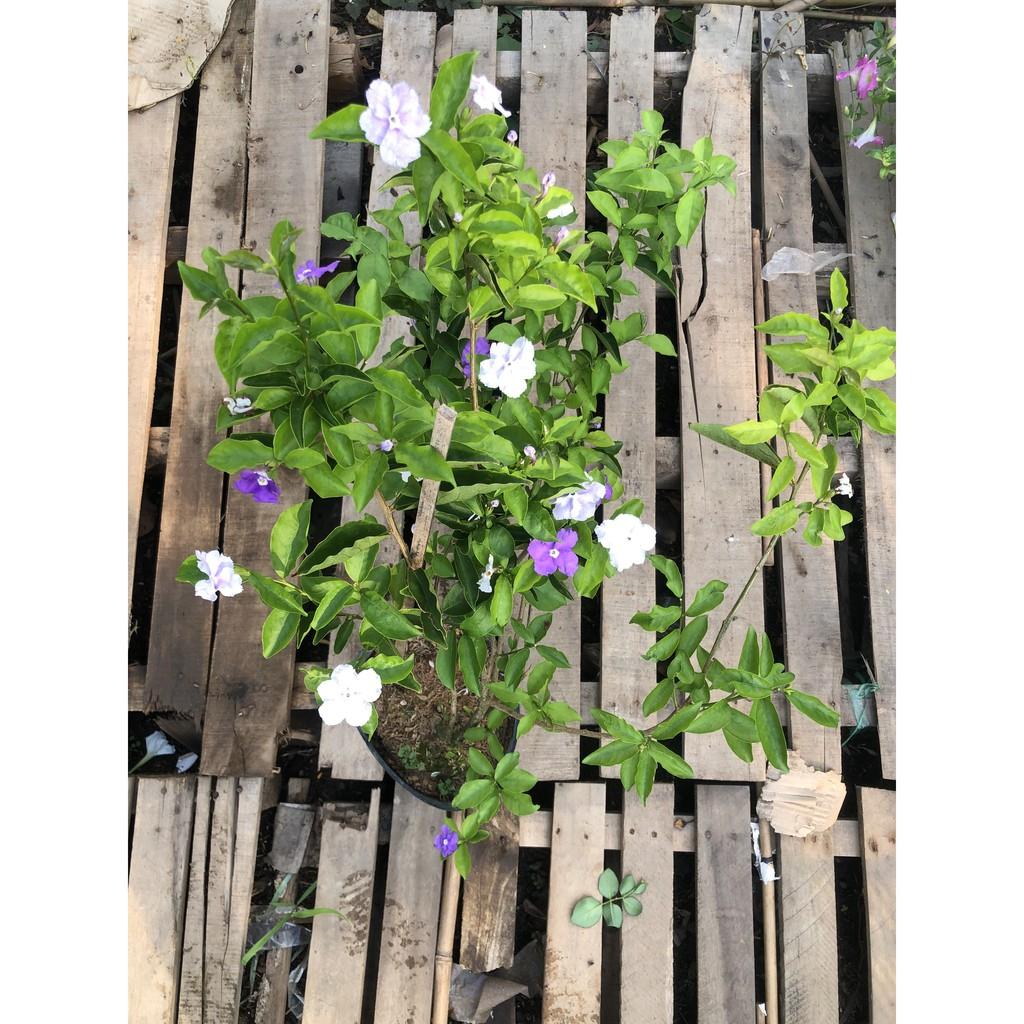 Cây lài nhật cao 40 - 50 cm