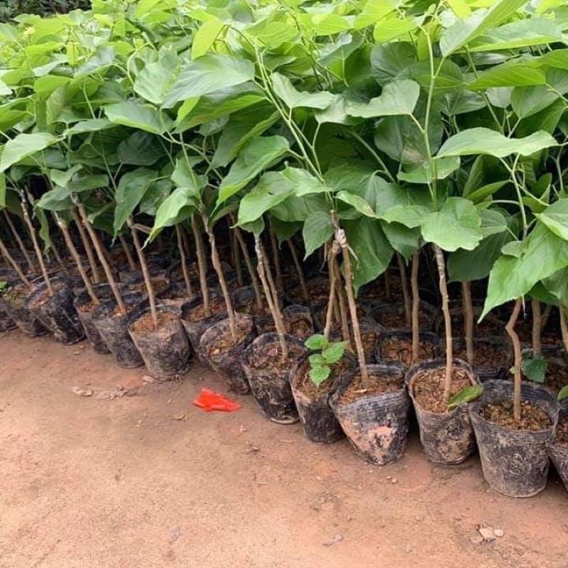 Cây dâu trái dài đài loan