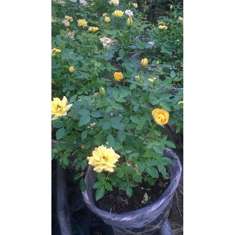 Chậu hoa hồng tỷ muội - siêng hoa
